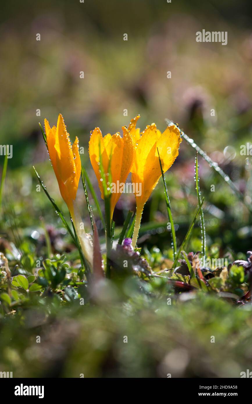Sprouting crocus in a spring forest - selective focus, copy space Stock Photo