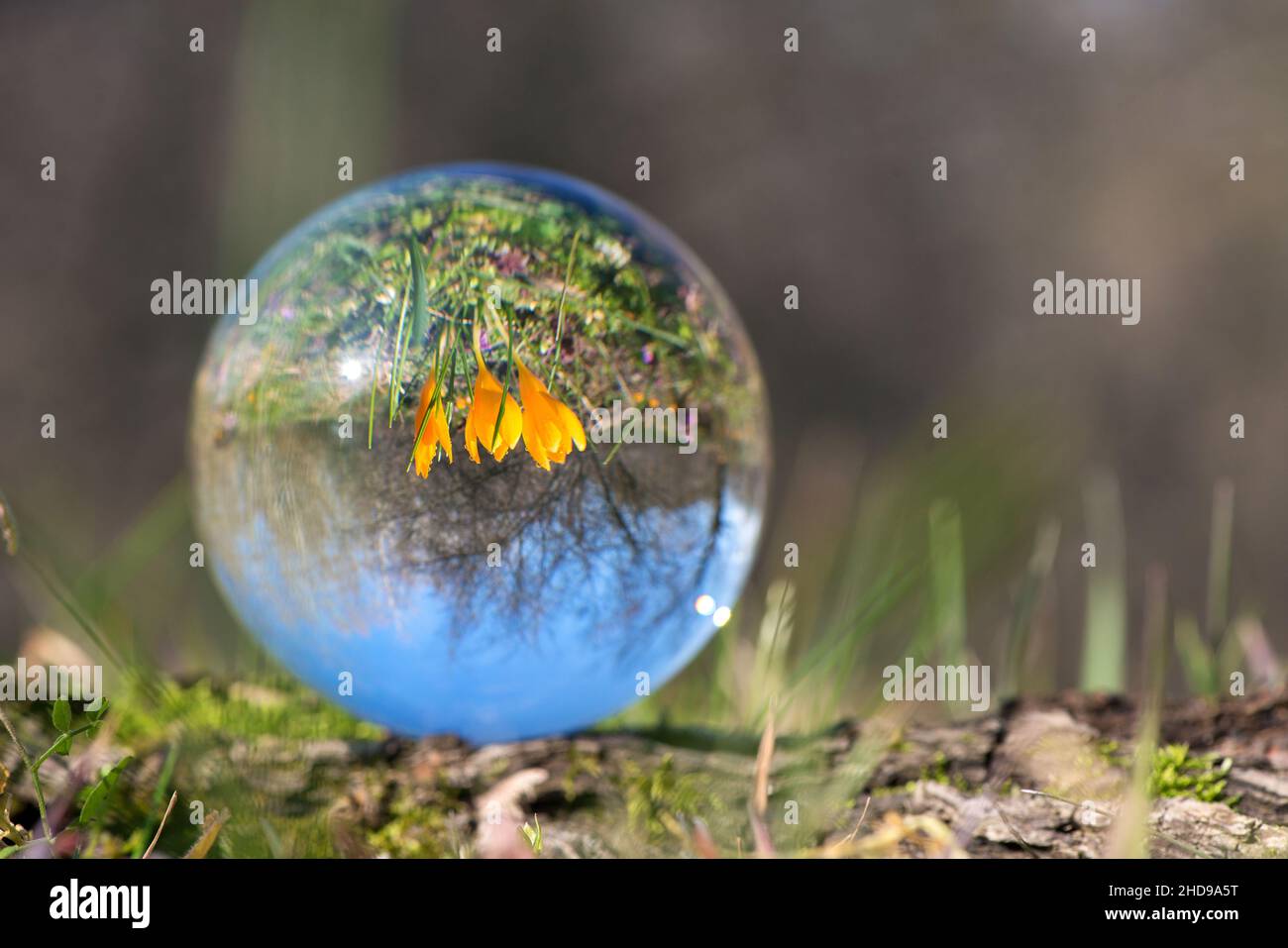 Close up of blooming crocus in a spring forest - upside down reflection in a lens ball - selective focus, copy space Stock Photo