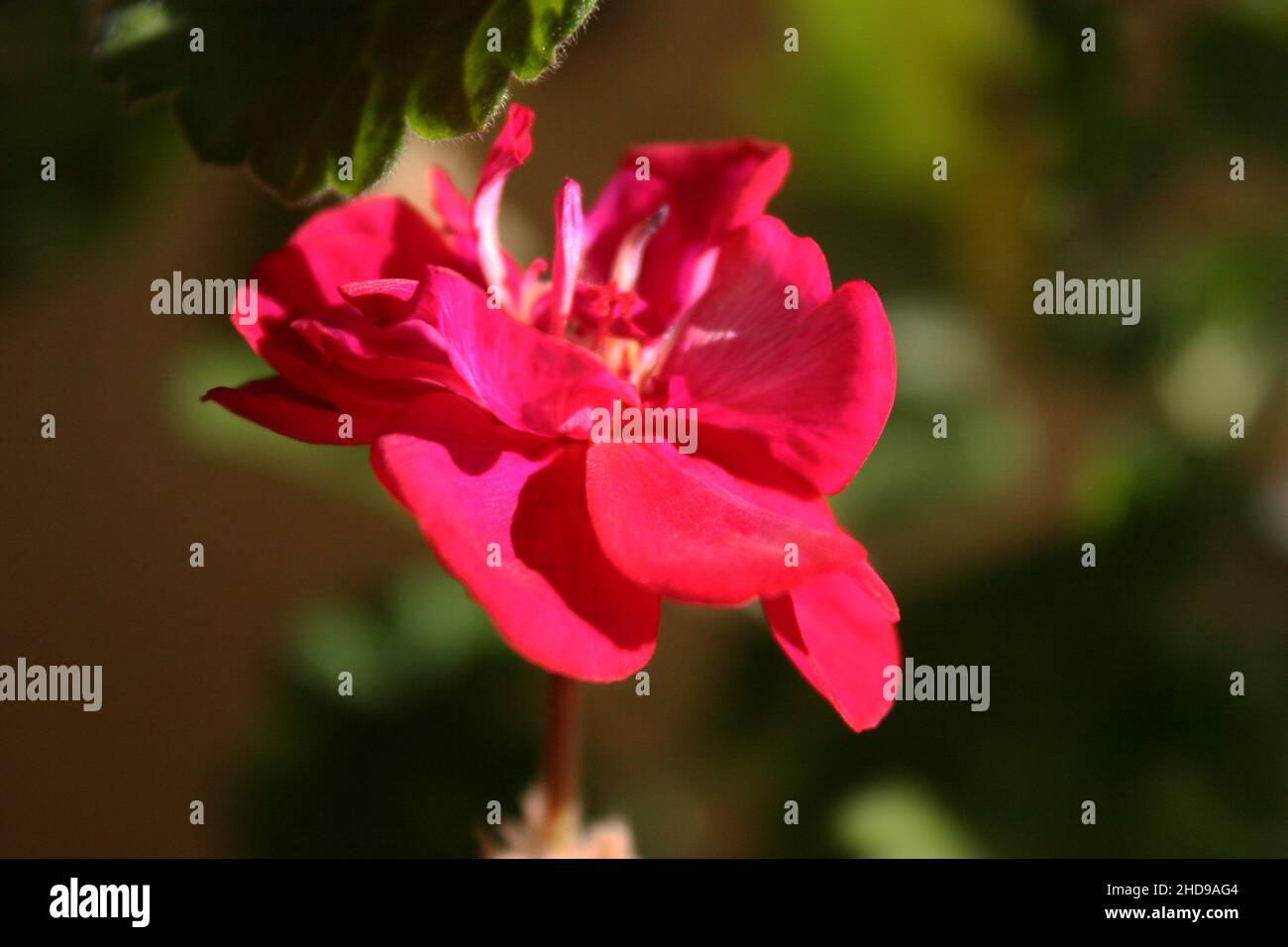Bright pink geranium (pelargonium) flower close up Stock Photo