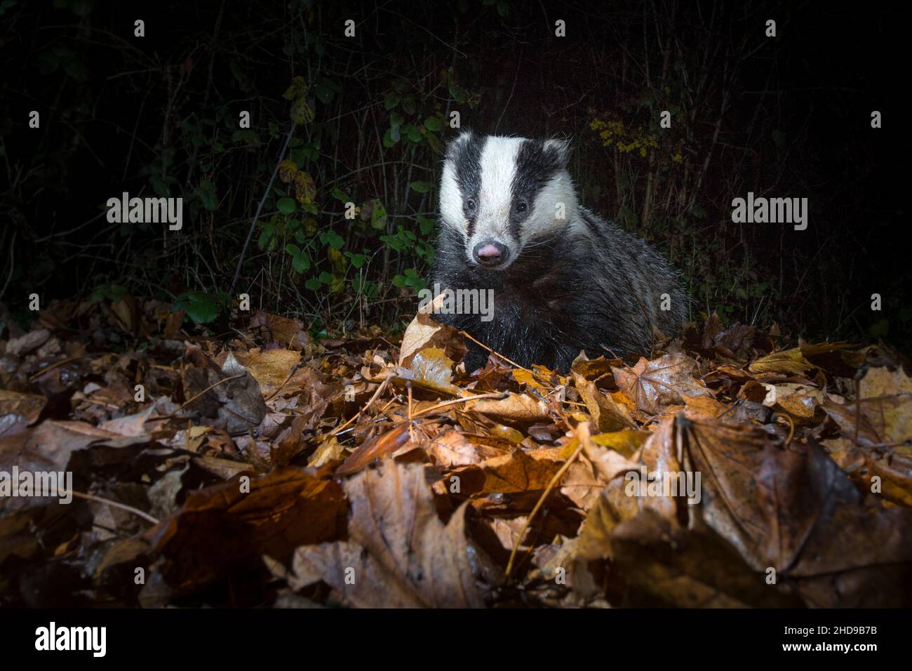 Immature Badger (Meles meles) in garden at night, Cambridgeshire, England Stock Photo
