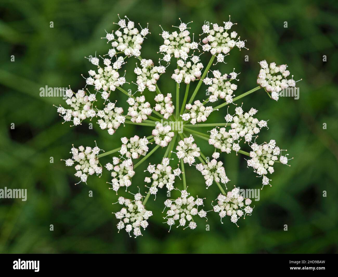 Cambridge Milk Parsley (Selinum carvifolia), Cambridgeshire, England Stock Photo