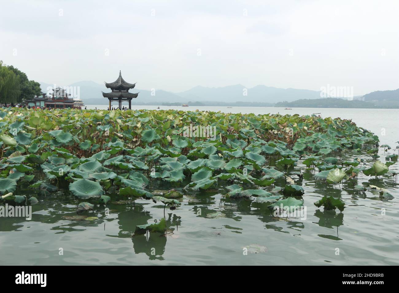 The Xihu lake with lotuses and Chinese style buildings Stock Photo