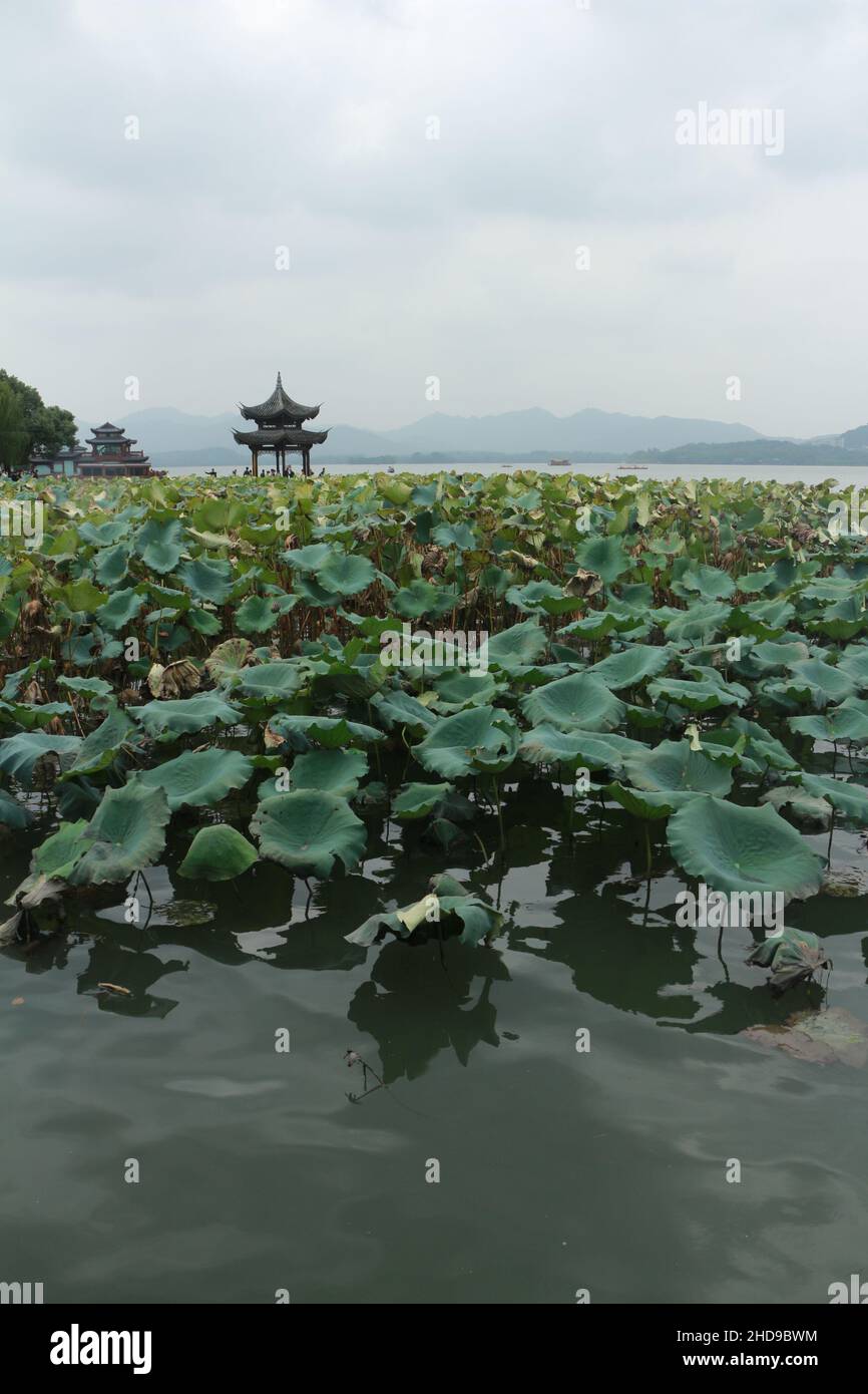 Xihu lake with lotuses and Chinese style buildings Stock Photo