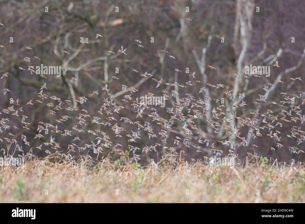 Large flock of wild UK linnet birds (Linaria cannabina) in midair flight, flying closely together, rising up from rural, open farmland. Stock Photo