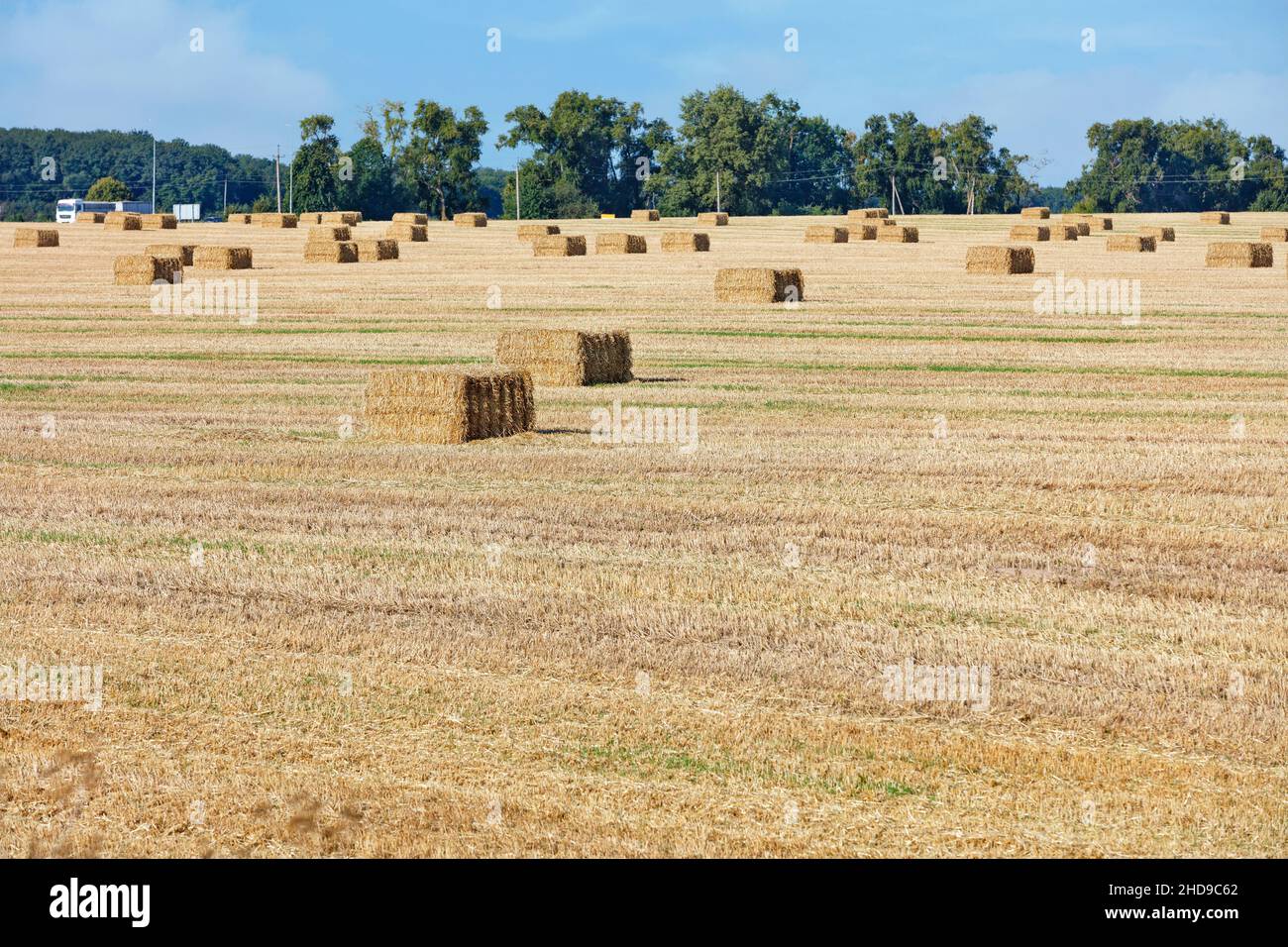 Large rectangular bales of straw are strewn across a wide field on a bright summer day. Copy space. Stock Photo
