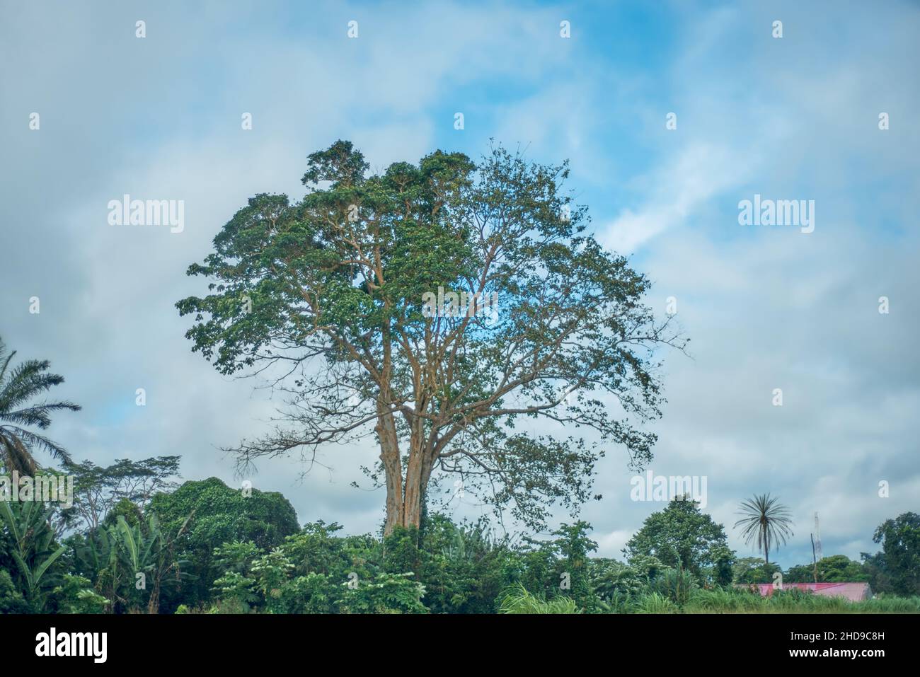Silk floss tree in the tropical rain forest if Bioko Island Stock Photo