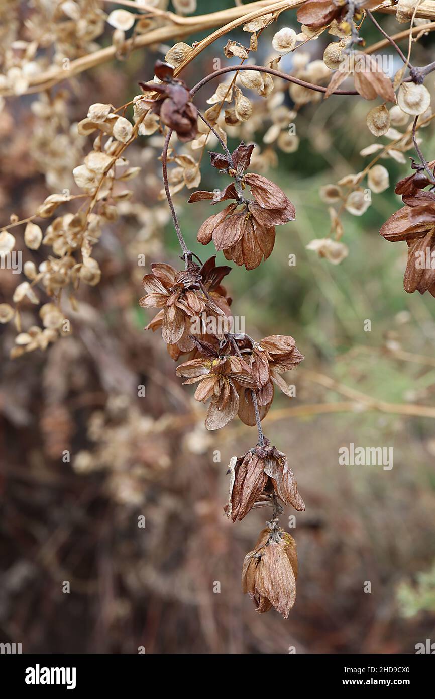 Atriplex hortensis  mountain spinach – dried flowers and round dried buff seed pods on vertical racemes on tall stems,  December, England, UK Stock Photo