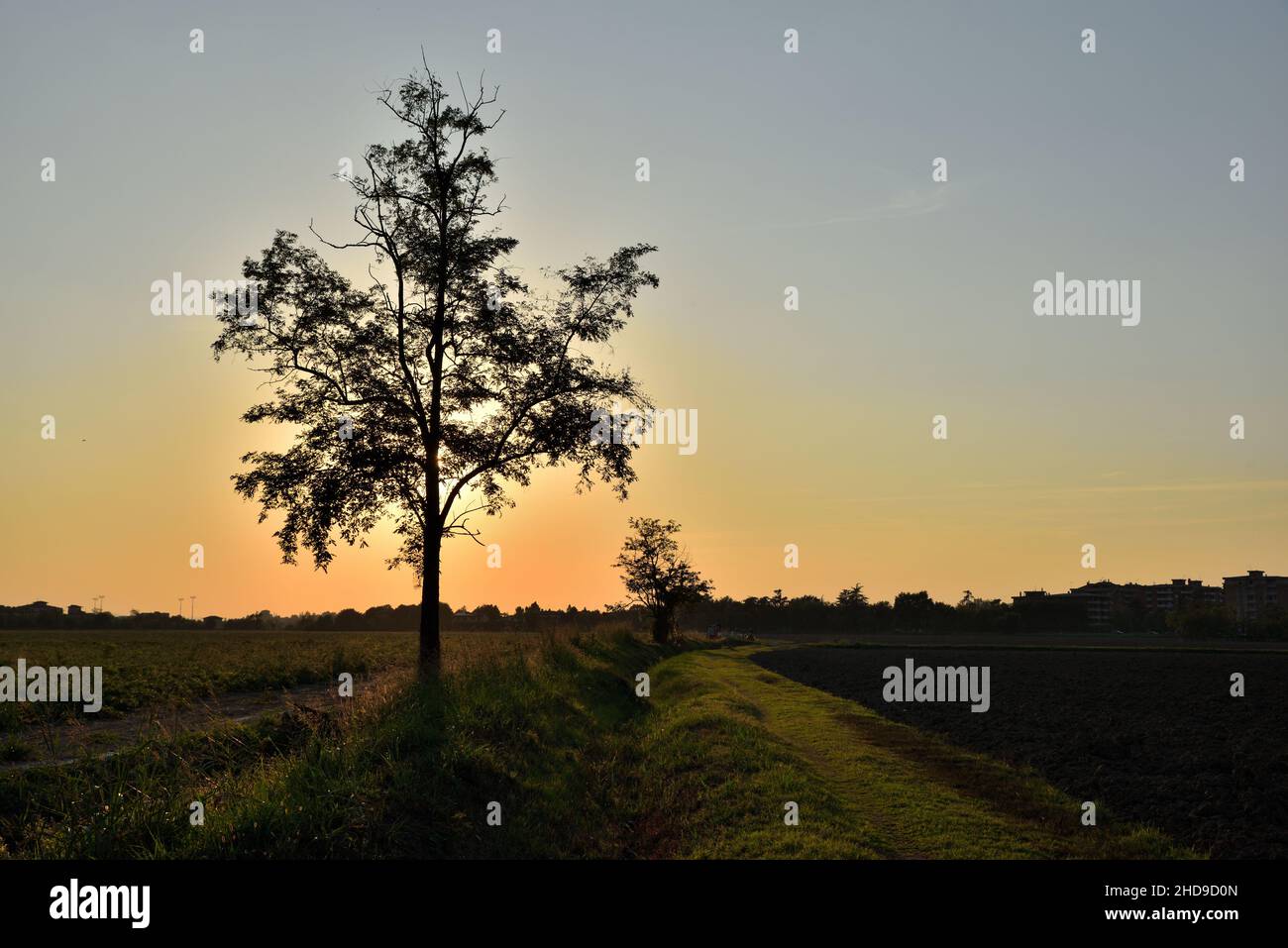 Silhouette of a tree in a field during a beautiful sunset Stock Photo ...