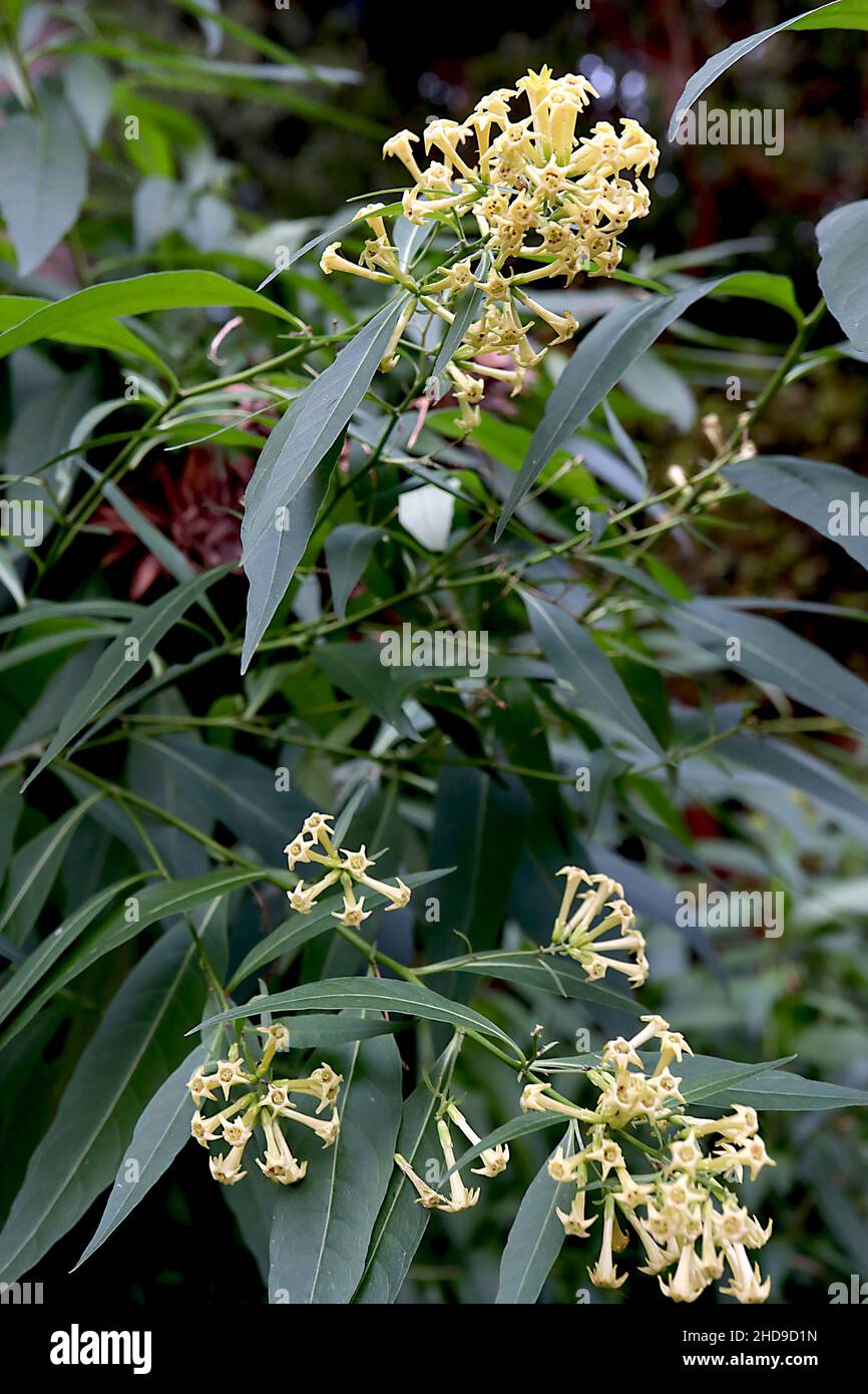 Cestrum parqui willow-leaved jessamine – clusters of lilac-like yellow tubular flowers, dark green willow-like leaves,  December, England, UK Stock Photo