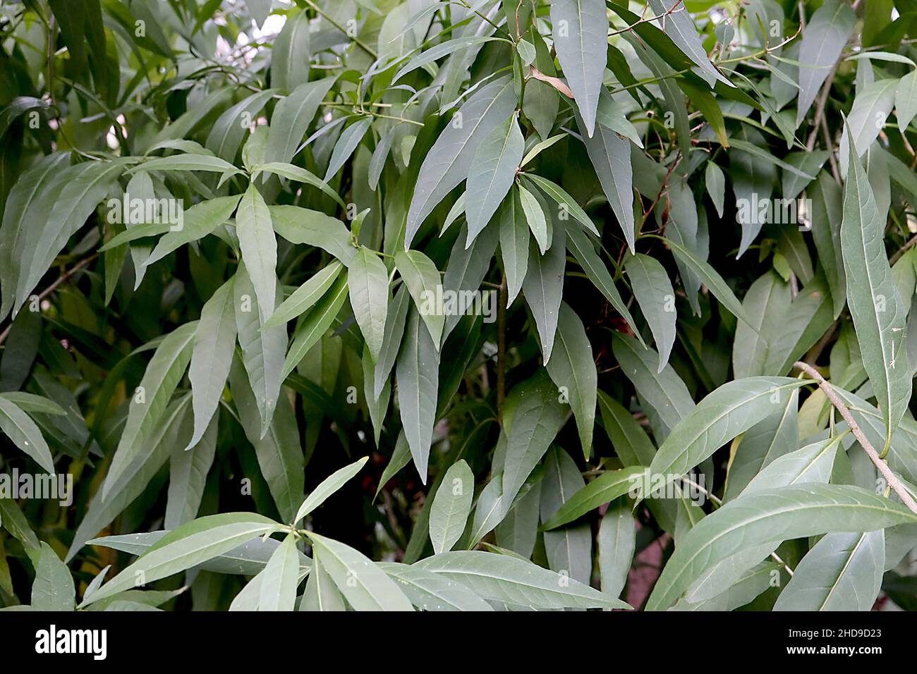 Cestrum parqui willow-leaved jessamine – dark green willow-like leaves,  December, England, UK Stock Photo