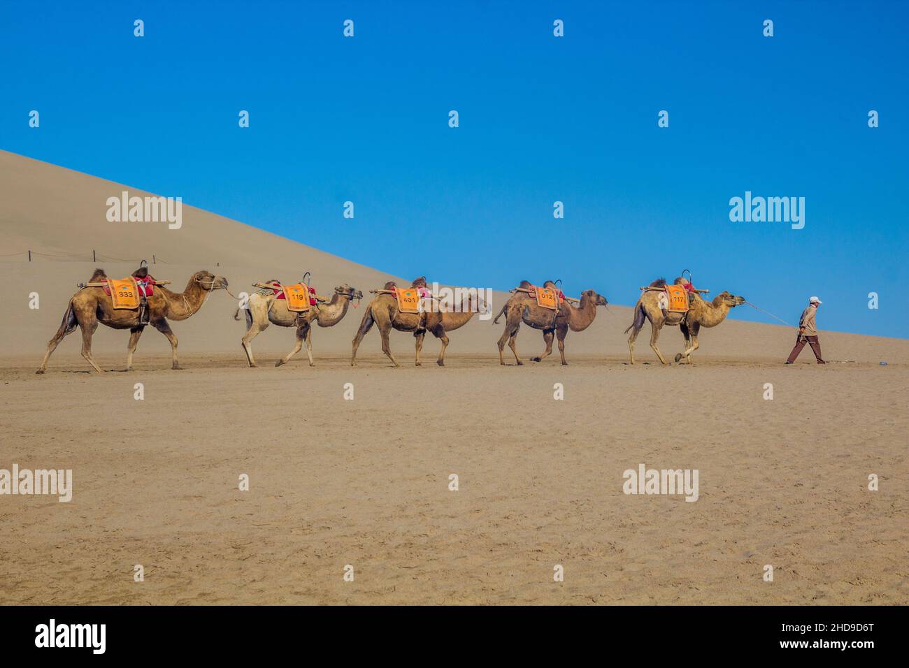 DUNHUANG, CHINA - AUGUST 21, 2018: Camel caravan for tourists at the Singing Sands Dune near Dunhuang, Gansu province, China Stock Photo