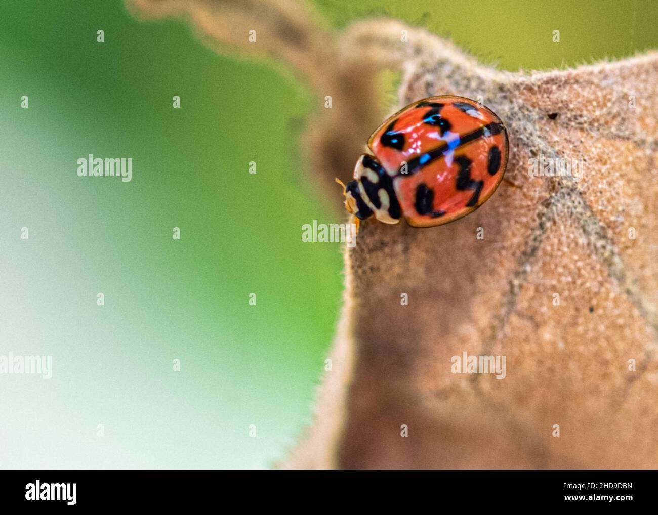 A ladybug on a dry leaf resting Stock Photo