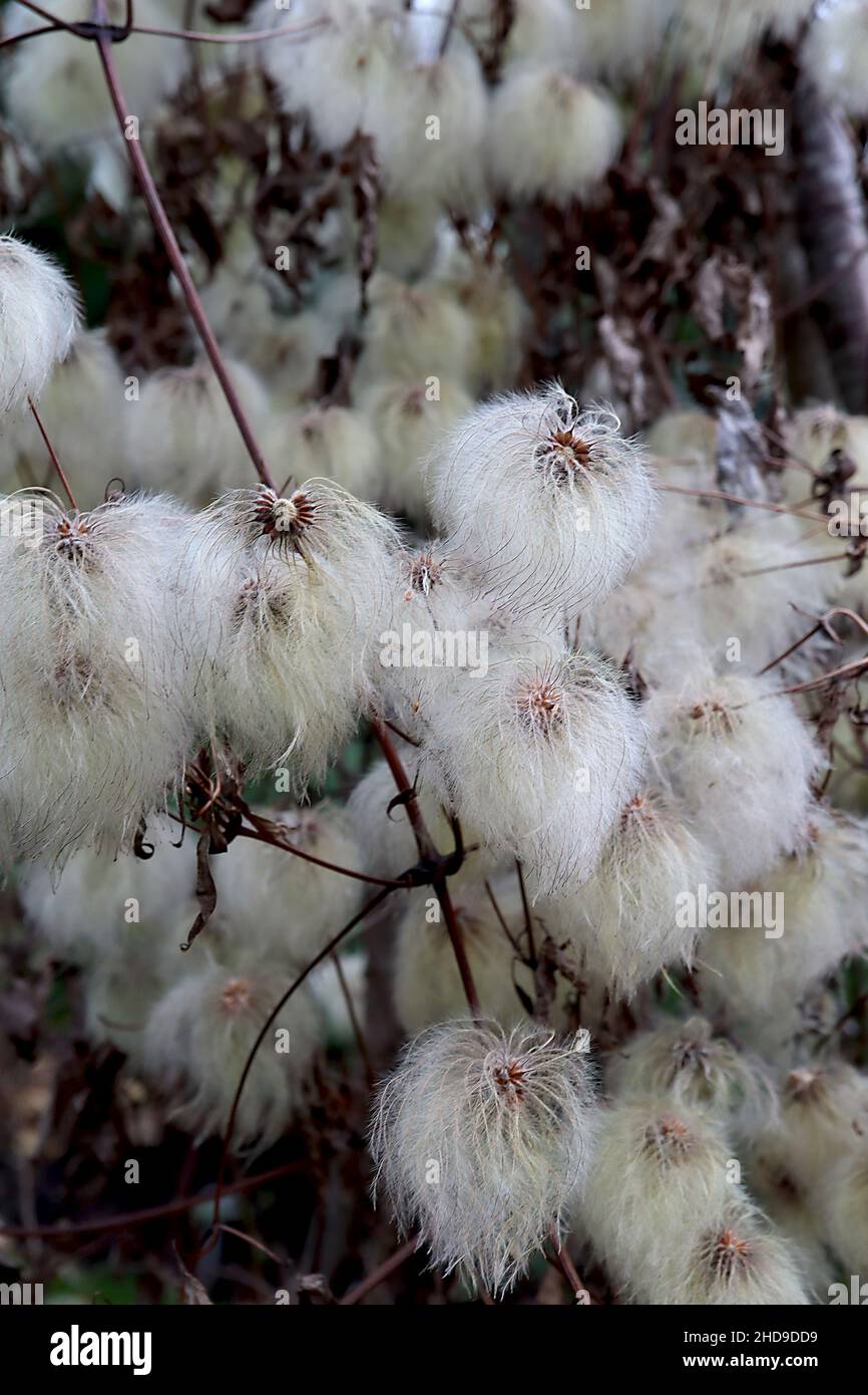 Clematis serratifolia Korean clematis – round white grey fluffy seed heads,  December, England, UK Stock Photo