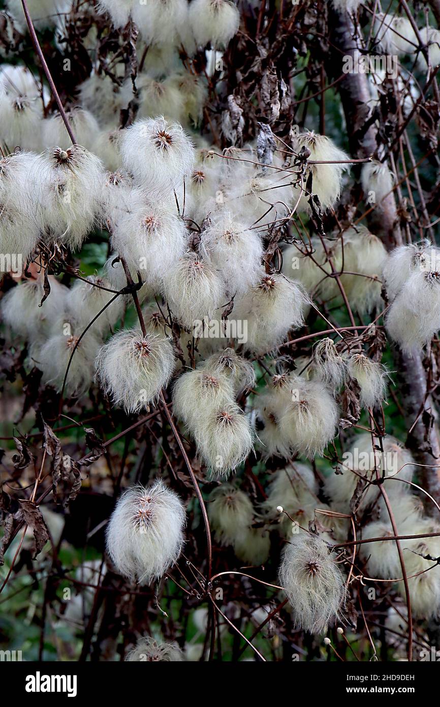 Clematis serratifolia Korean clematis – round white grey fluffy seed heads,  December, England, UK Stock Photo