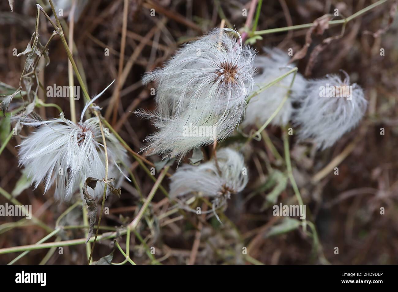 Clematis tangutica golden clematis – white grey and pale yellow green fluffy seed heads,  December, England, UK Stock Photo