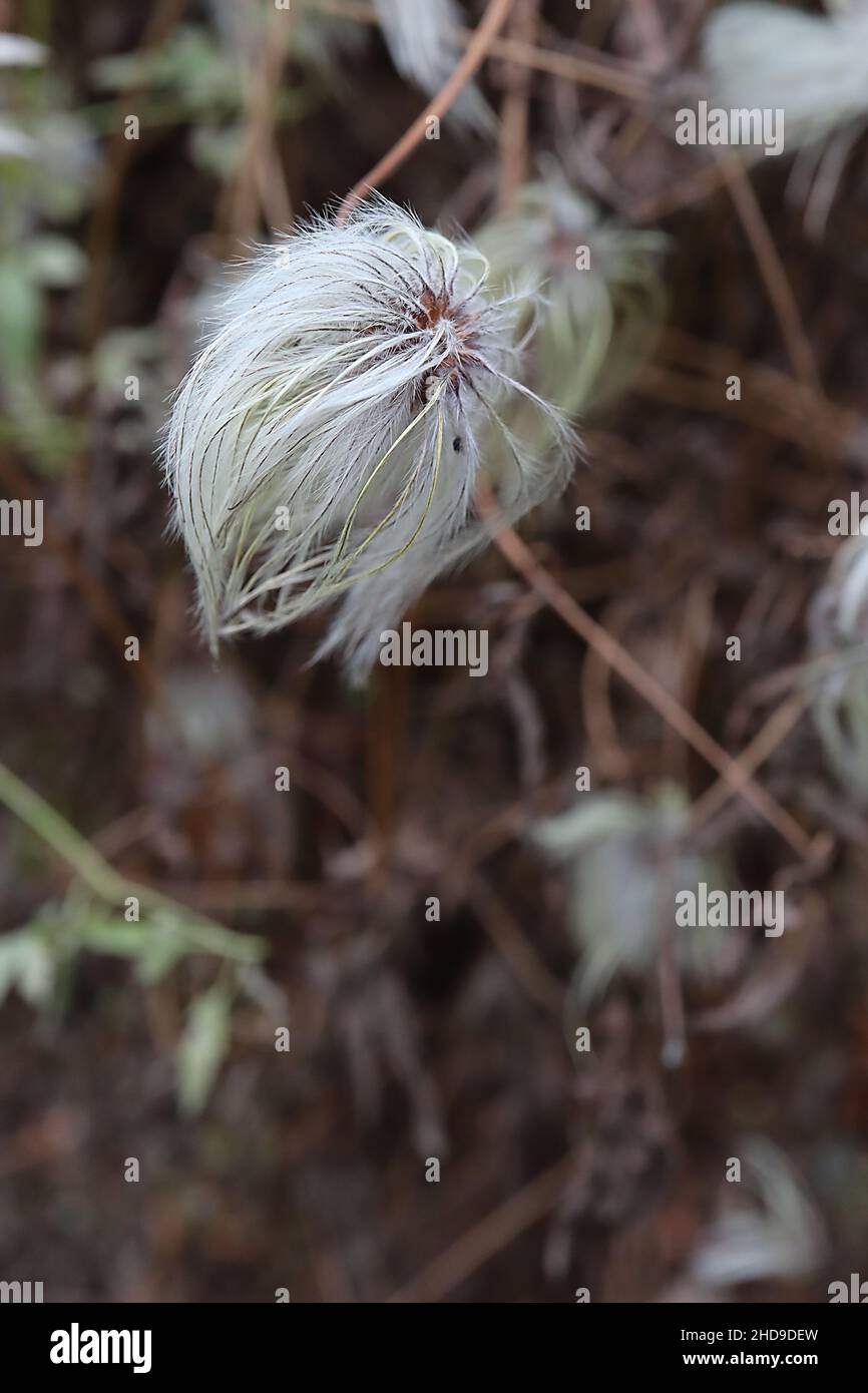 Clematis tangutica golden clematis – white grey and pale yellow green fluffy seed heads,  December, England, UK Stock Photo
