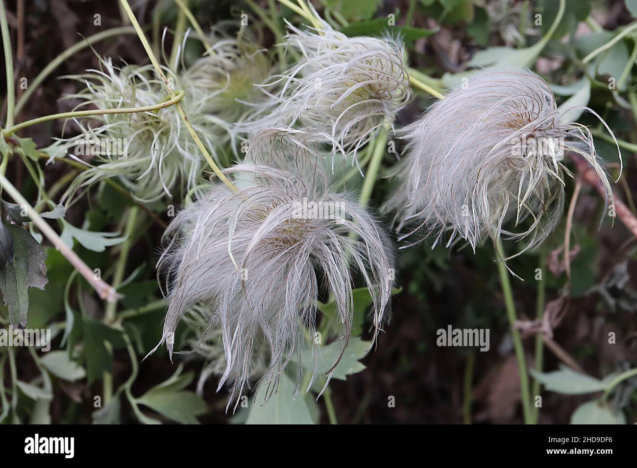 Clematis tibetana var vernayi Clematis tibetana - round white grey fluffy seed heads,  December, England, UK Stock Photo