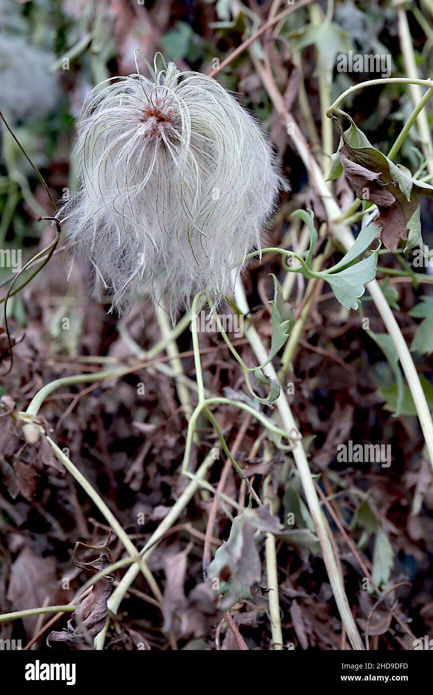Clematis tibetana var vernayi Clematis tibetana - round white grey fluffy seed heads,  December, England, UK Stock Photo