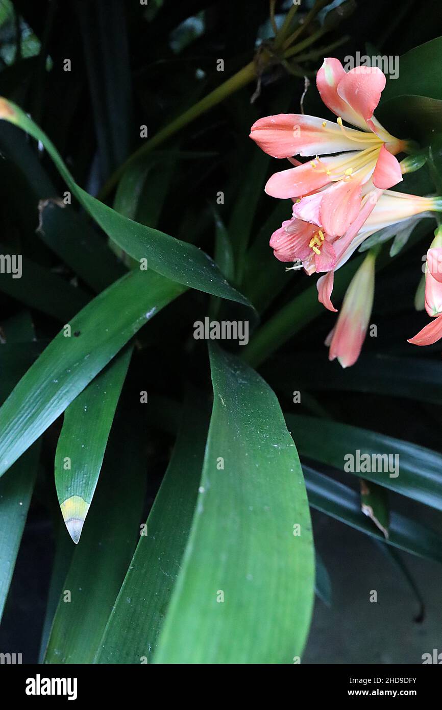 Clivia miniata Natal lily – salmon pink funnel-shaped flowers and glossy sword-shaped leaves,  December, England, UK Stock Photo