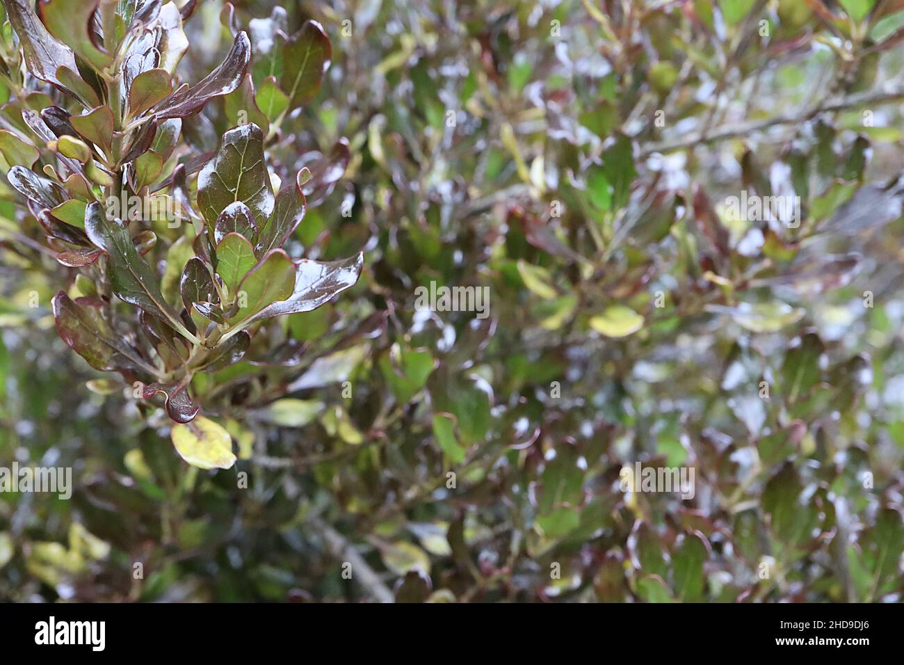 Coprosma repens ‘Pacific Night’ Looking glass plant Pacific Night – glossy dark green ovate leaves with purple margins and matt underside, Stock Photo