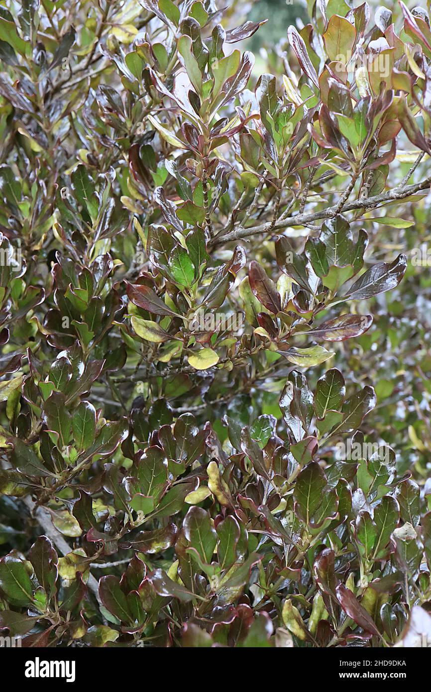 Coprosma repens ‘Pacific Night’ Looking glass plant Pacific Night – glossy dark green ovate leaves with purple margins and matt underside, Stock Photo
