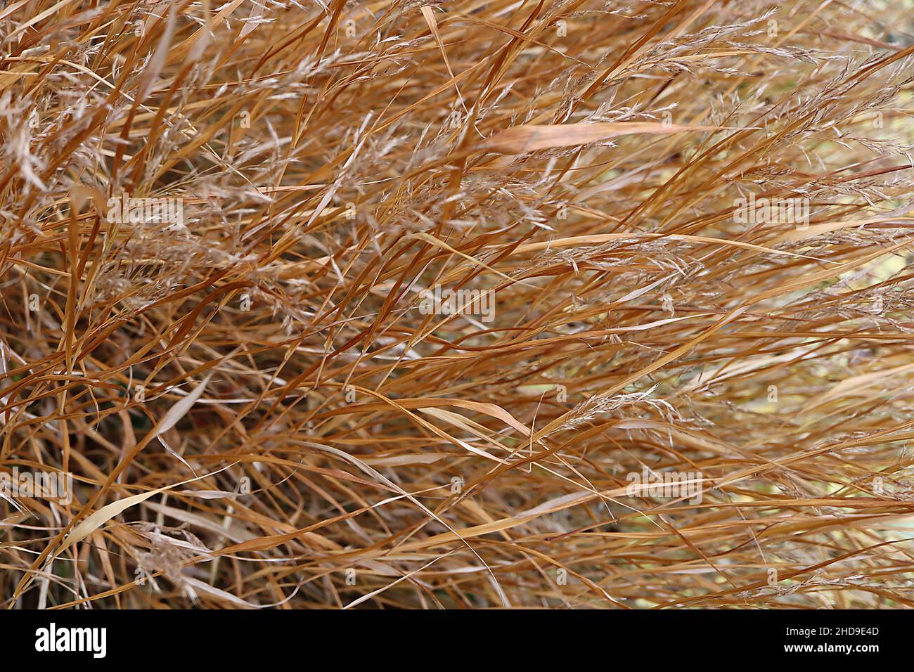 Japanese forest grass hires stock photography and images Alamy