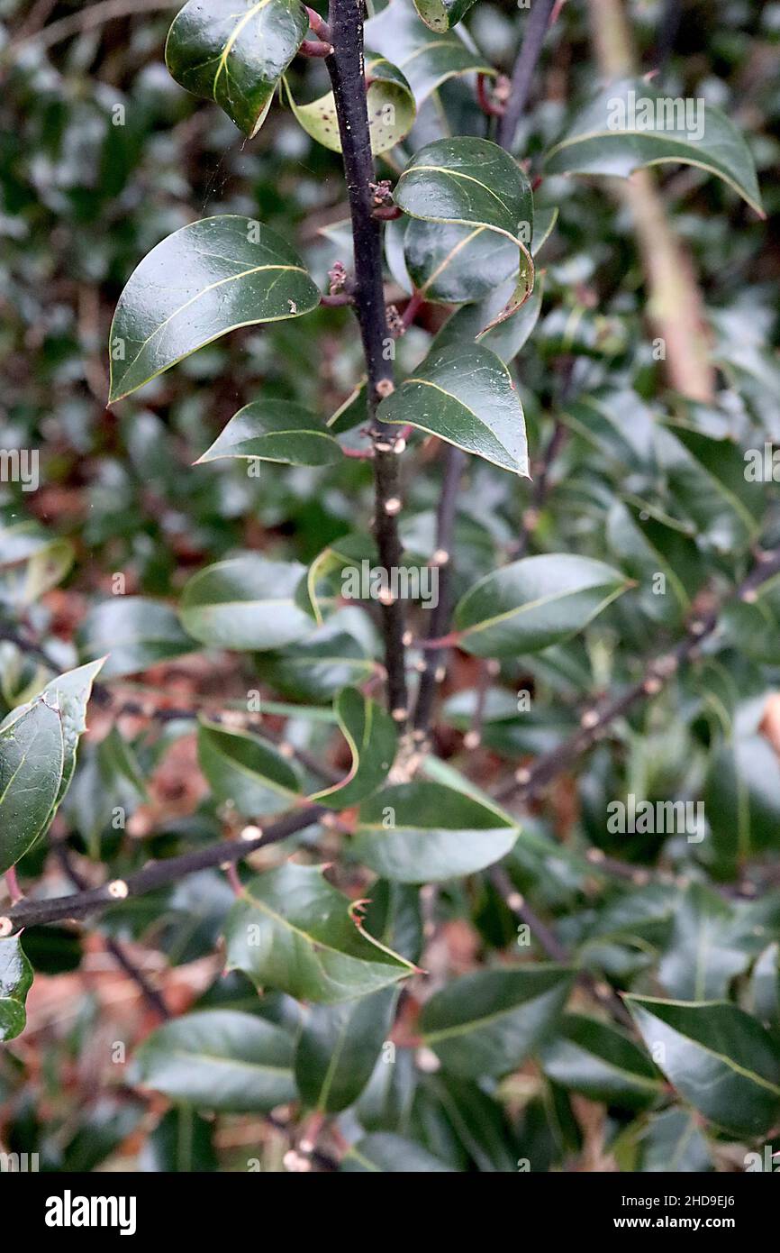 Ilex aquifolium ‘Donningtonensis’ holly Donningtonensis – dark purple green leaves with outline margins, black branches,  December, England, UK Stock Photo