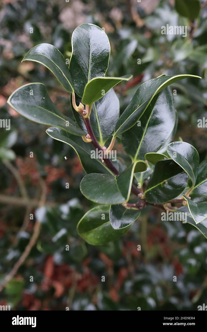 Ilex aquifolium ‘Scotica’ holly Scotica – glossy curled dark green leaves with spiny tip,  December, England, UK Stock Photo