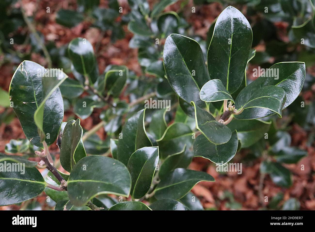 Ilex aquifolium ‘Scotica’ holly Scotica – glossy curled dark green leaves with spiny tip,  December, England, UK Stock Photo