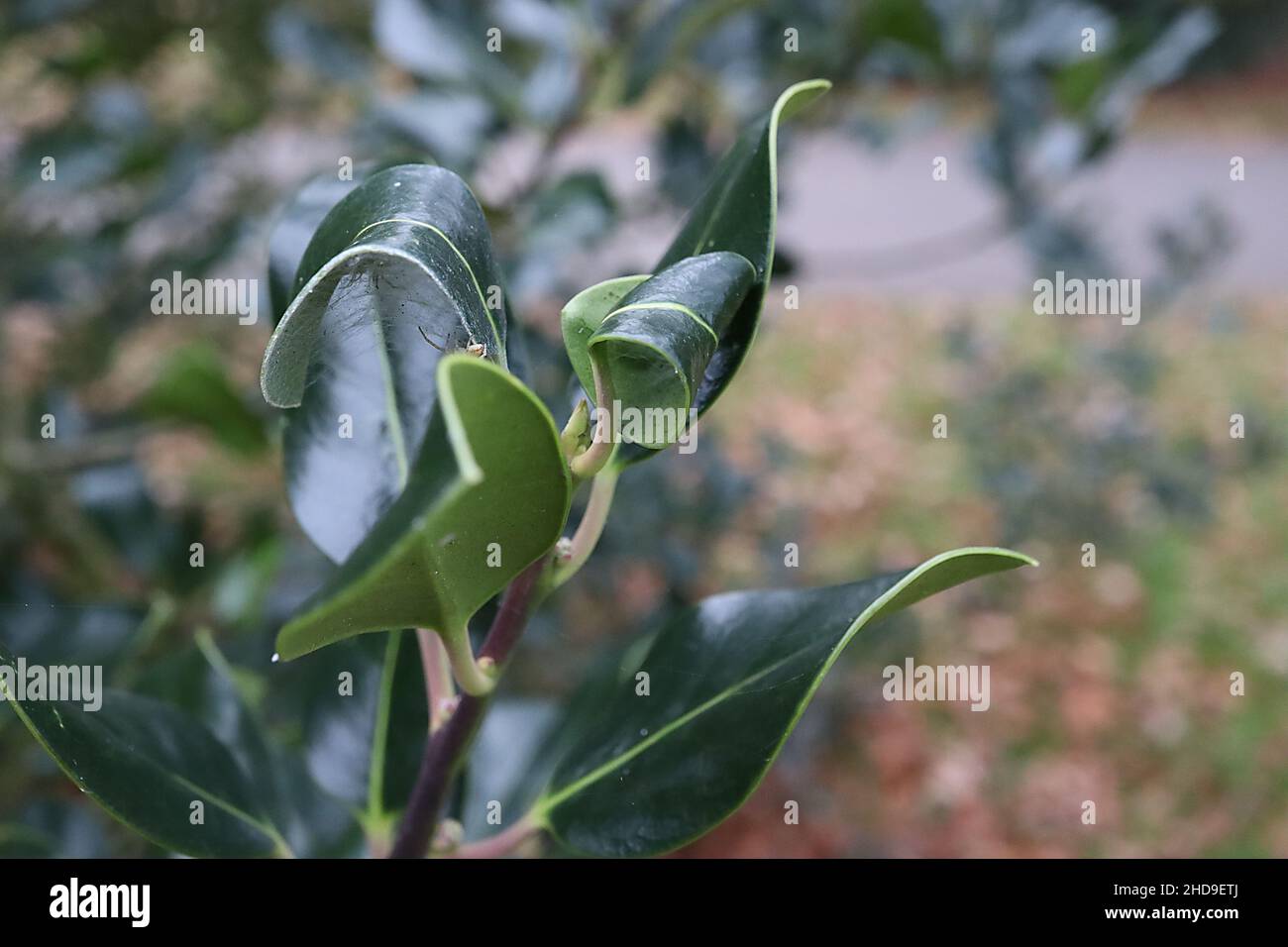 Ilex aquifolium ‘Scotica’ holly Scotica – glossy curled dark green leaves with spiny tip,  December, England, UK Stock Photo