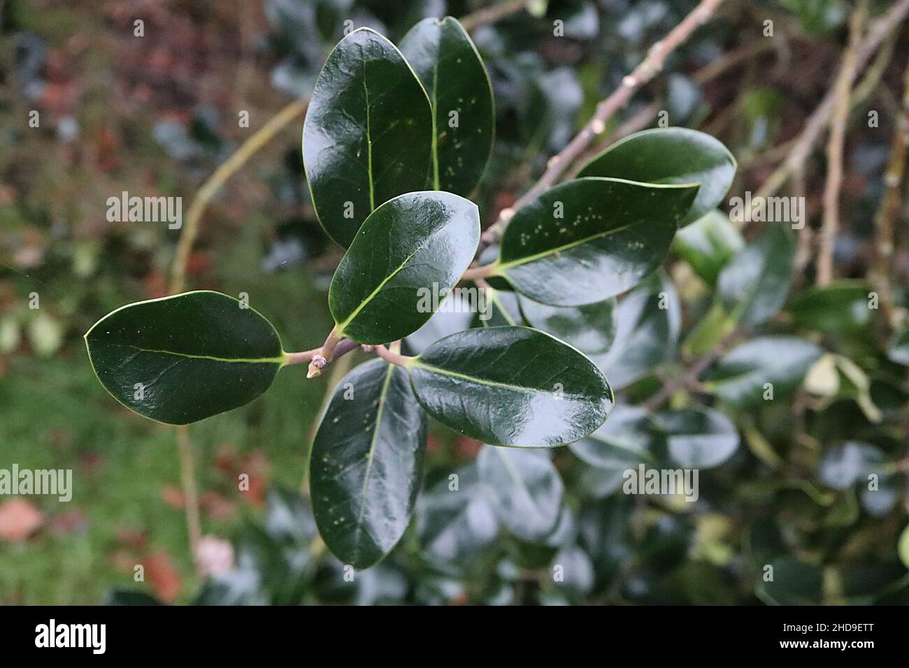 Ilex aquifolium ‘Scotica’ holly Scotica – glossy curled dark green leaves with spiny tip,  December, England, UK Stock Photo