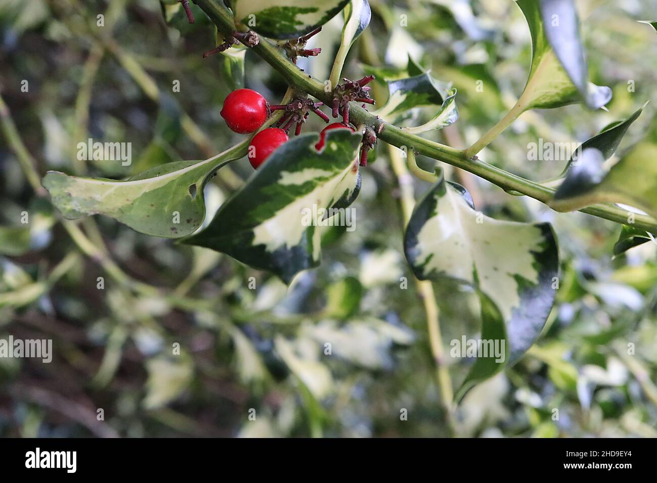 Ilex aquifolium ‘Silver Milkmaid’ Holly Silver Milkmaid – red berries and twisted variegated dark green leaves with central creamy white blotch,  UK Stock Photo