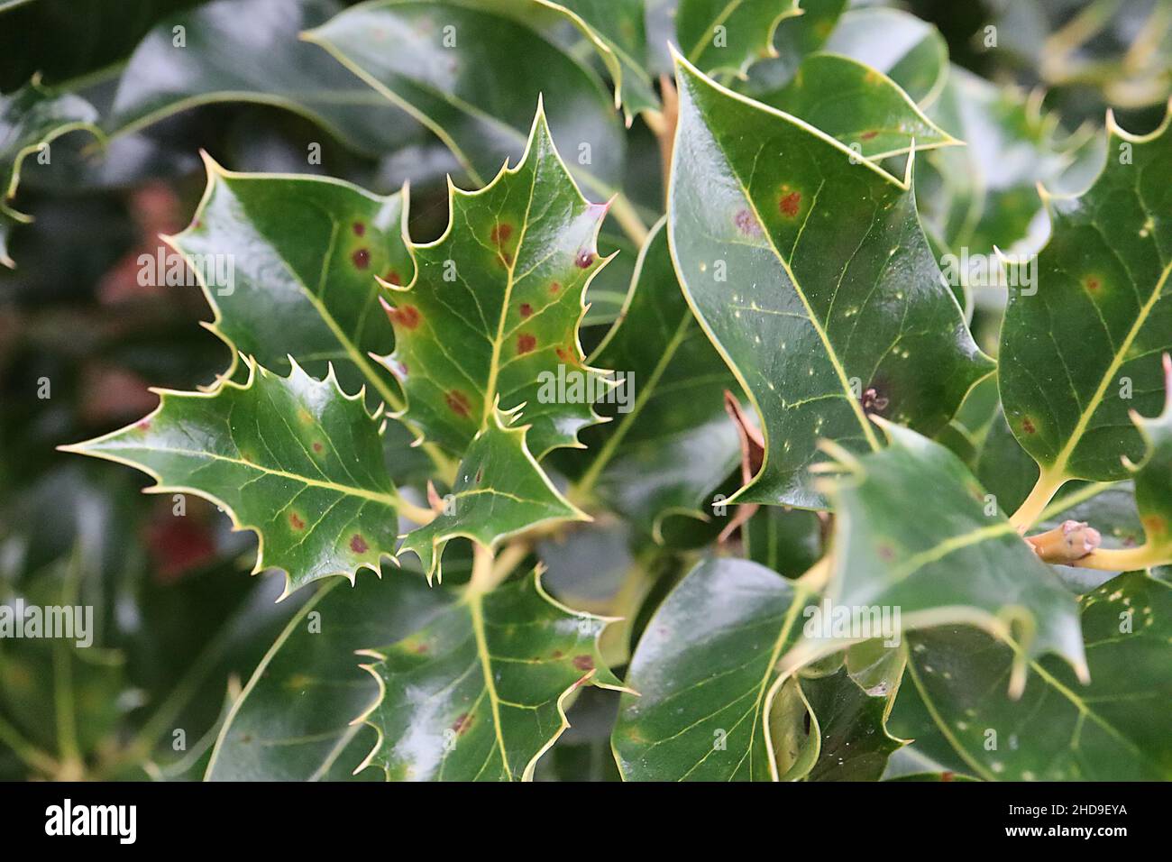 Ilex aquifolium ‘Wateriana Compacta’ holly Wateriana Compacta – glossy rich dark green leaves with yellow outline margins,  December, England, UK Stock Photo