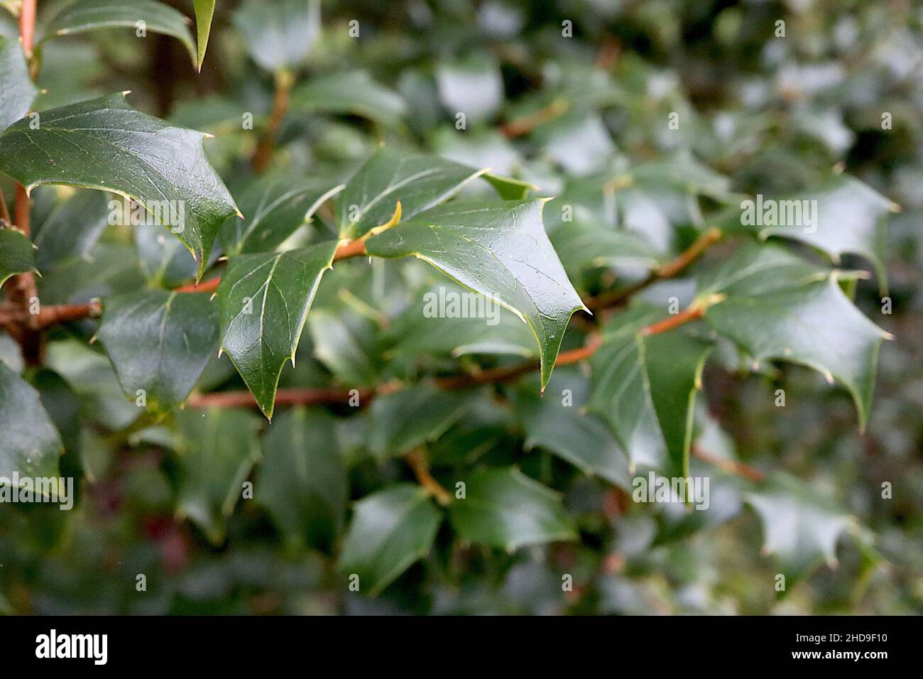 Ilex bioritsensis holly pernyi var veitchii – glossy spiny mid dark green leaves, copper red stems,  December, England, UK Stock Photo