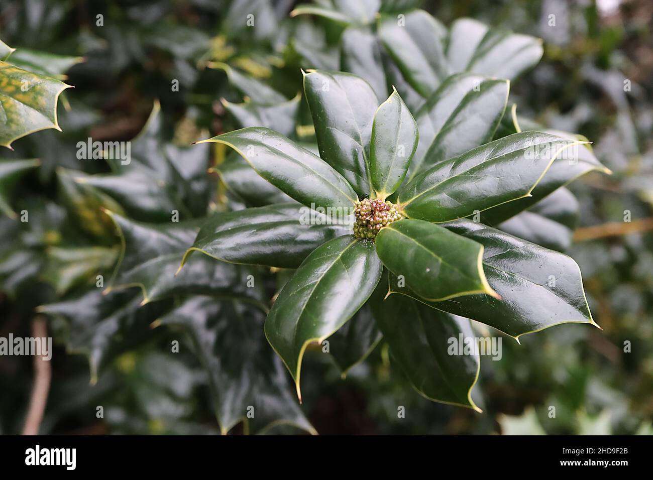 Ilex cornuta horned holly – rectangular glossy dark green leaves with three spines,  December, England, UK Stock Photo