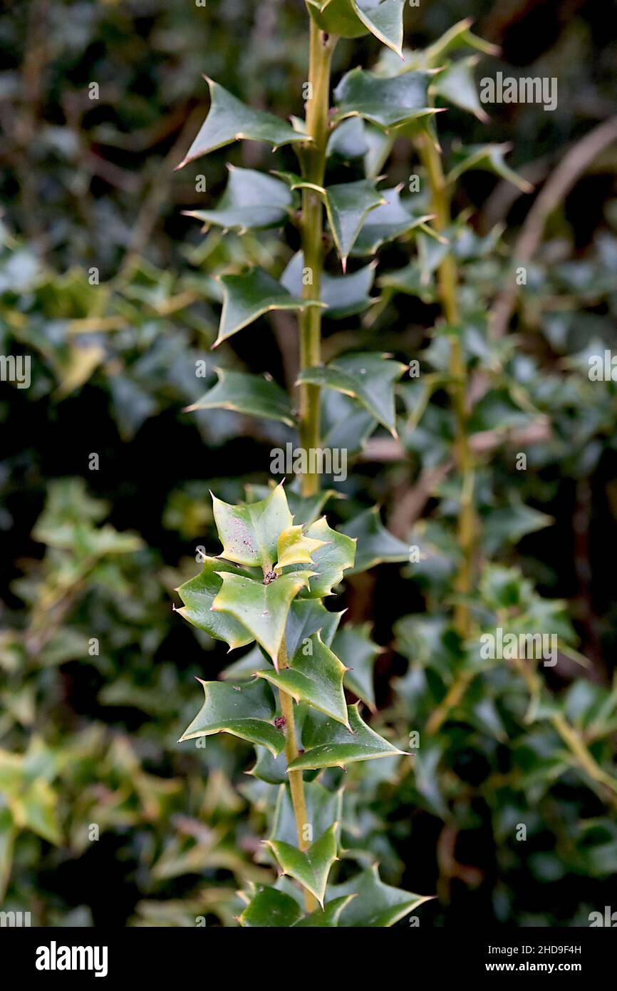 Ilex pernyi Perny’s holly – small mid green triangular spiny leaves,  December, England, UK Stock Photo