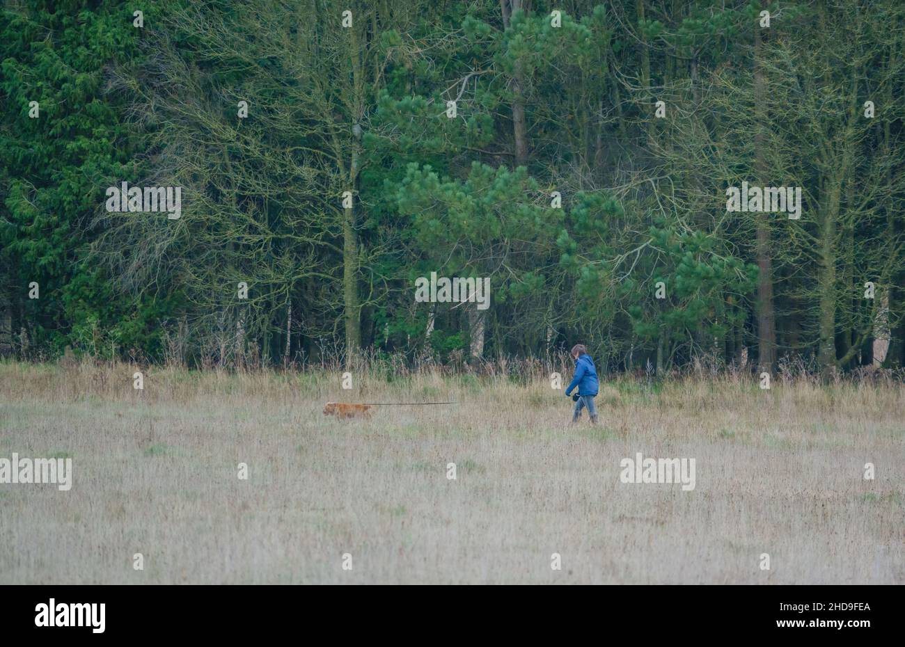 lady in blue jacket and jeans walking her ginger coloured spaniel on a lead in green countryside, tree line backdrop Stock Photo