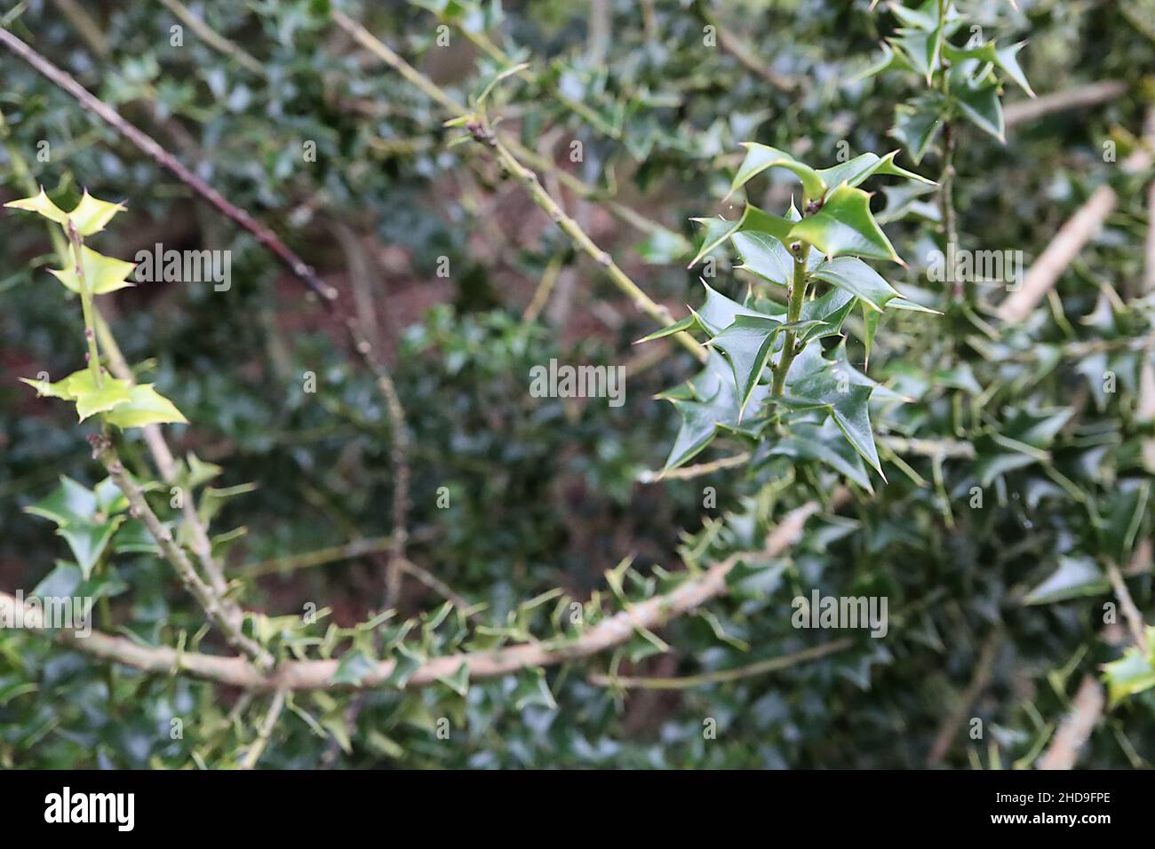 Ilex pernyi Perny’s holly – small mid green triangular spiny leaves,  December, England, UK Stock Photo