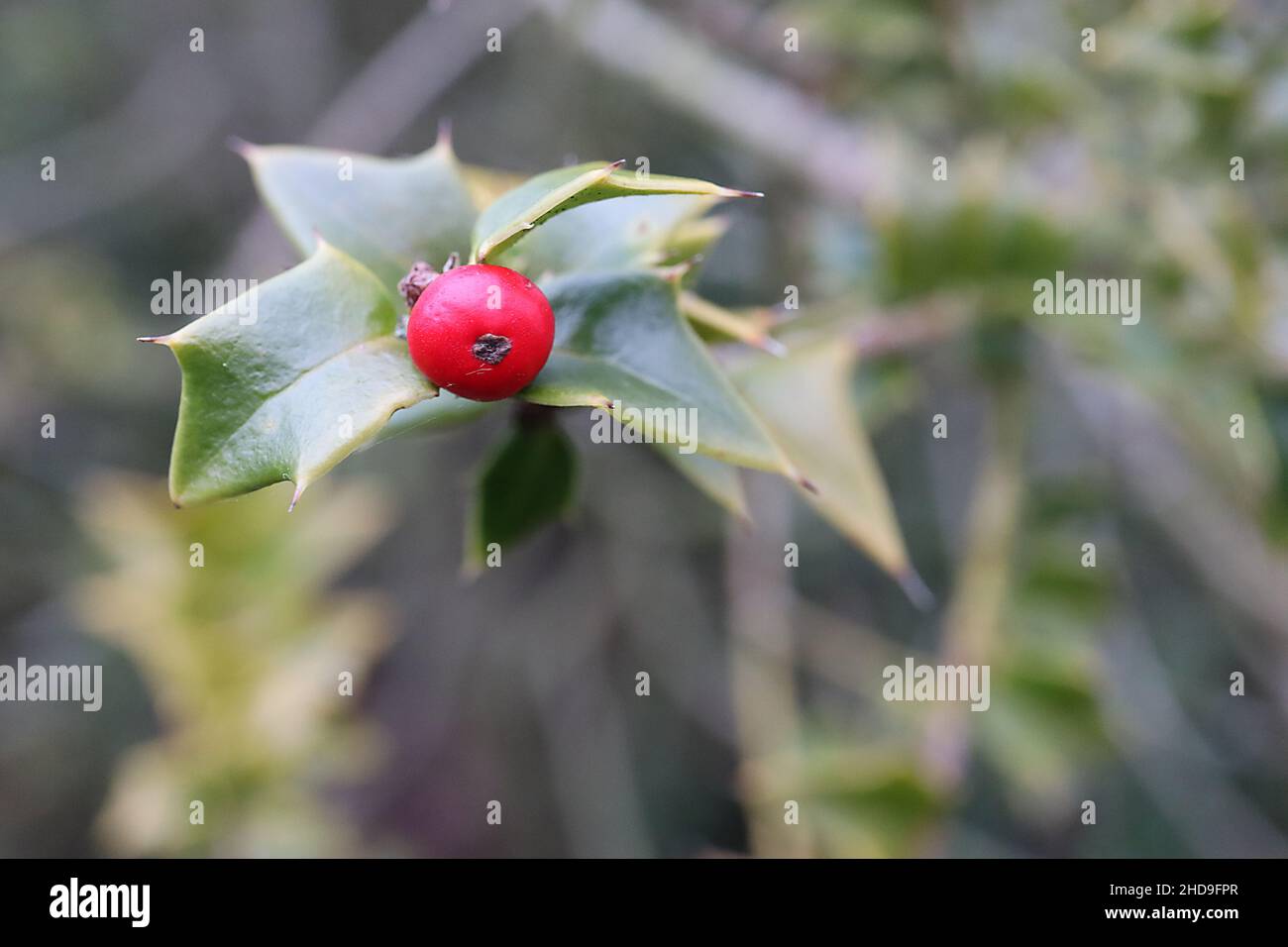 Ilex pernyi Perny’s holly – singular red berry and small mid green triangular spiny leaves,  December, England, UK Stock Photo