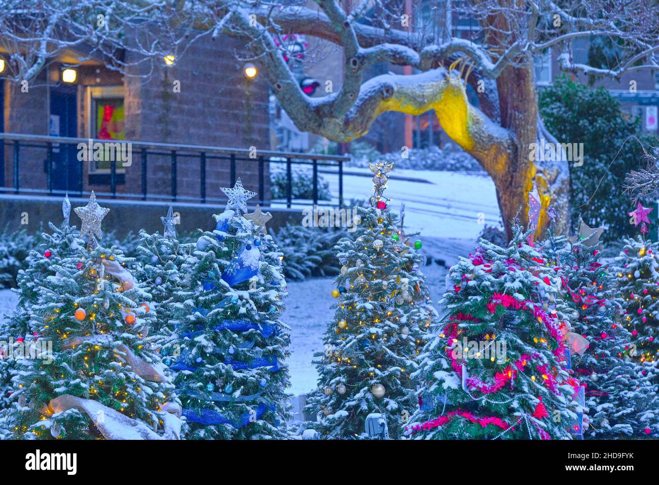 Snow on Christmas trees, Dundarave Festival of Lights, West Vancouver