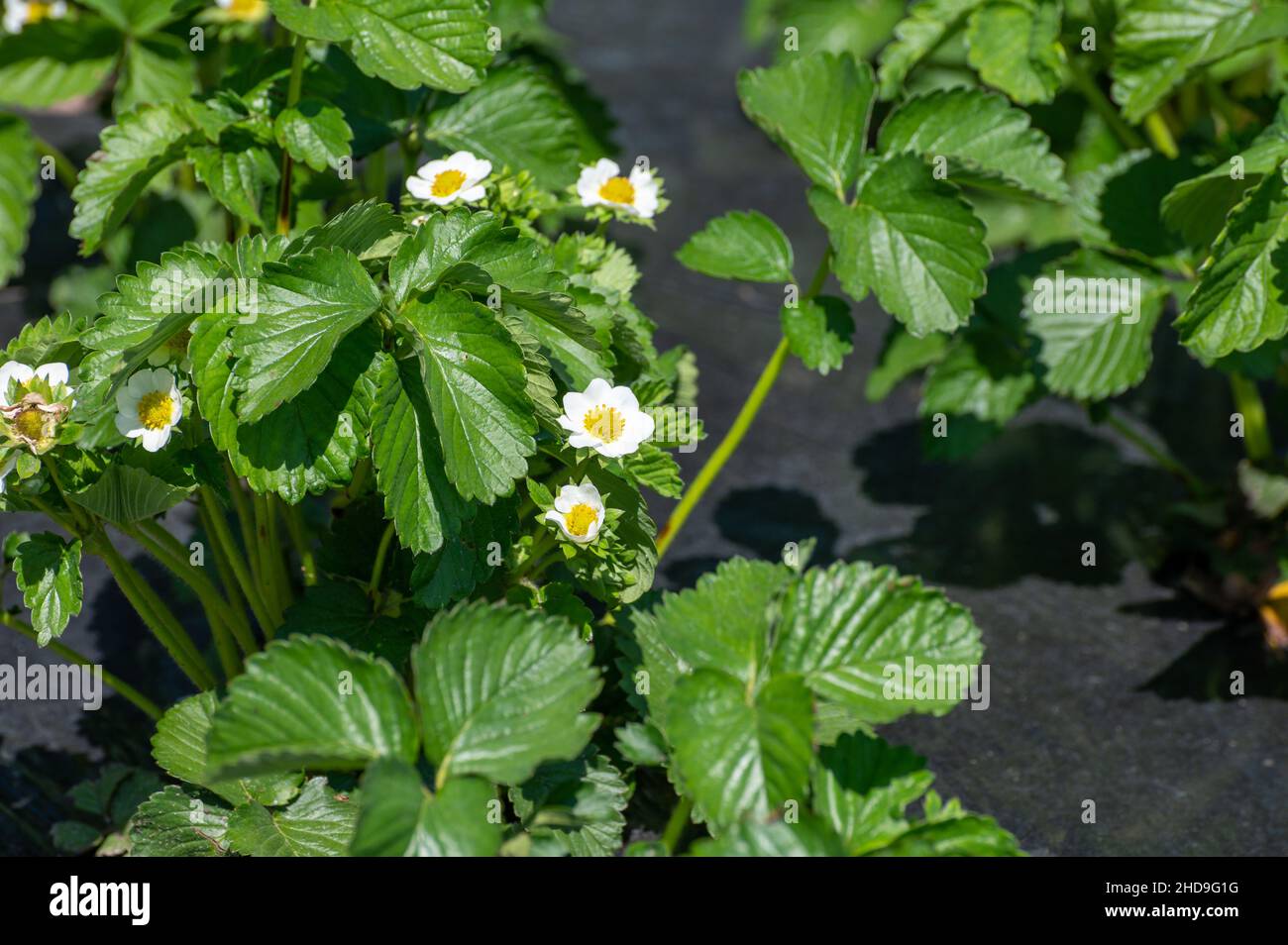 Plantations of young strawberry plants in blossom growing outdoor on ...