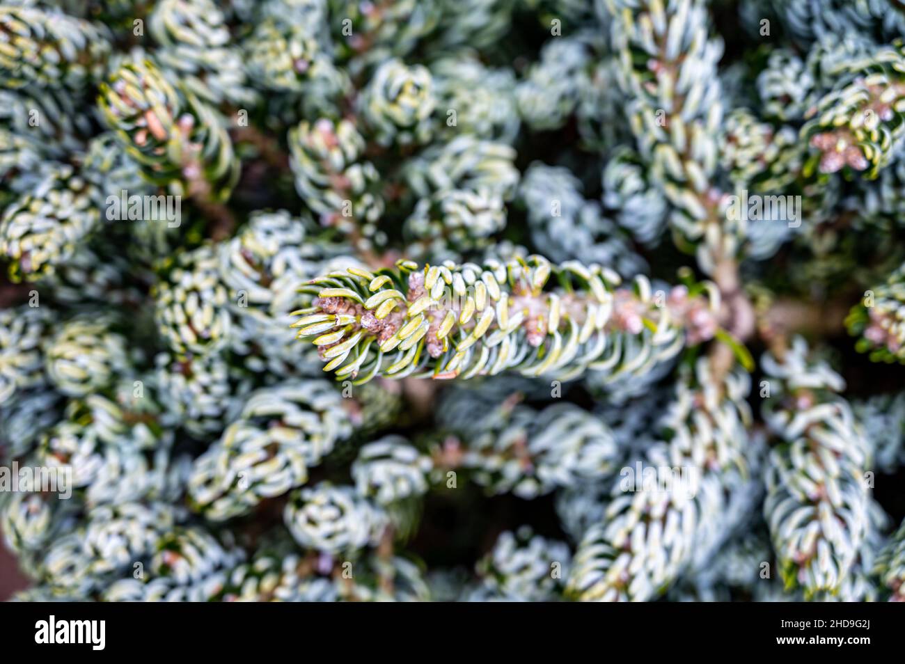 Botanical collection, young coniferous tree Abies koreana close up Stock Photo