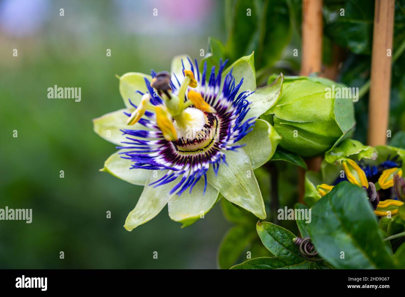 Botanical collection, beatiful flowers of passiflora plant with edible passion fruits close up
