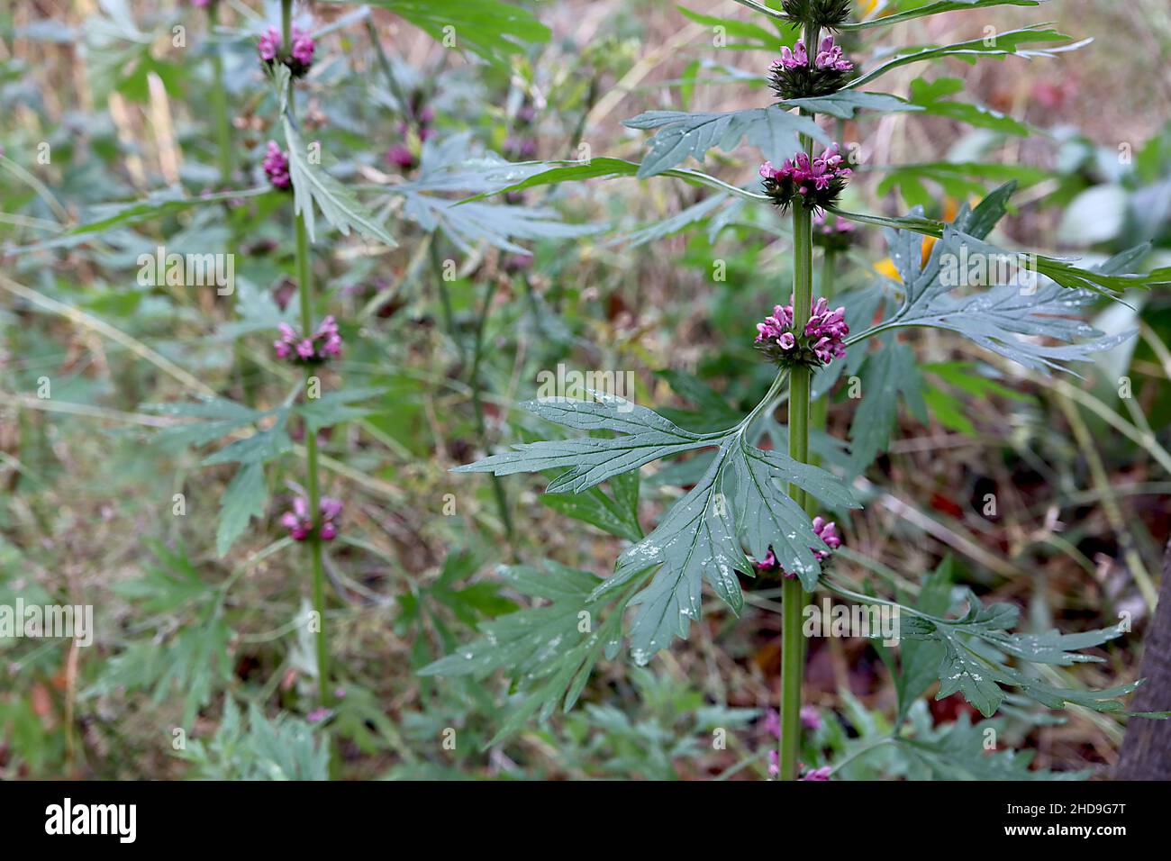 Leonurus cardiaca motherwort – whorls of small violet flowers and dark green palmately lobed leaves on tall stems,  December, England, UK Stock Photo