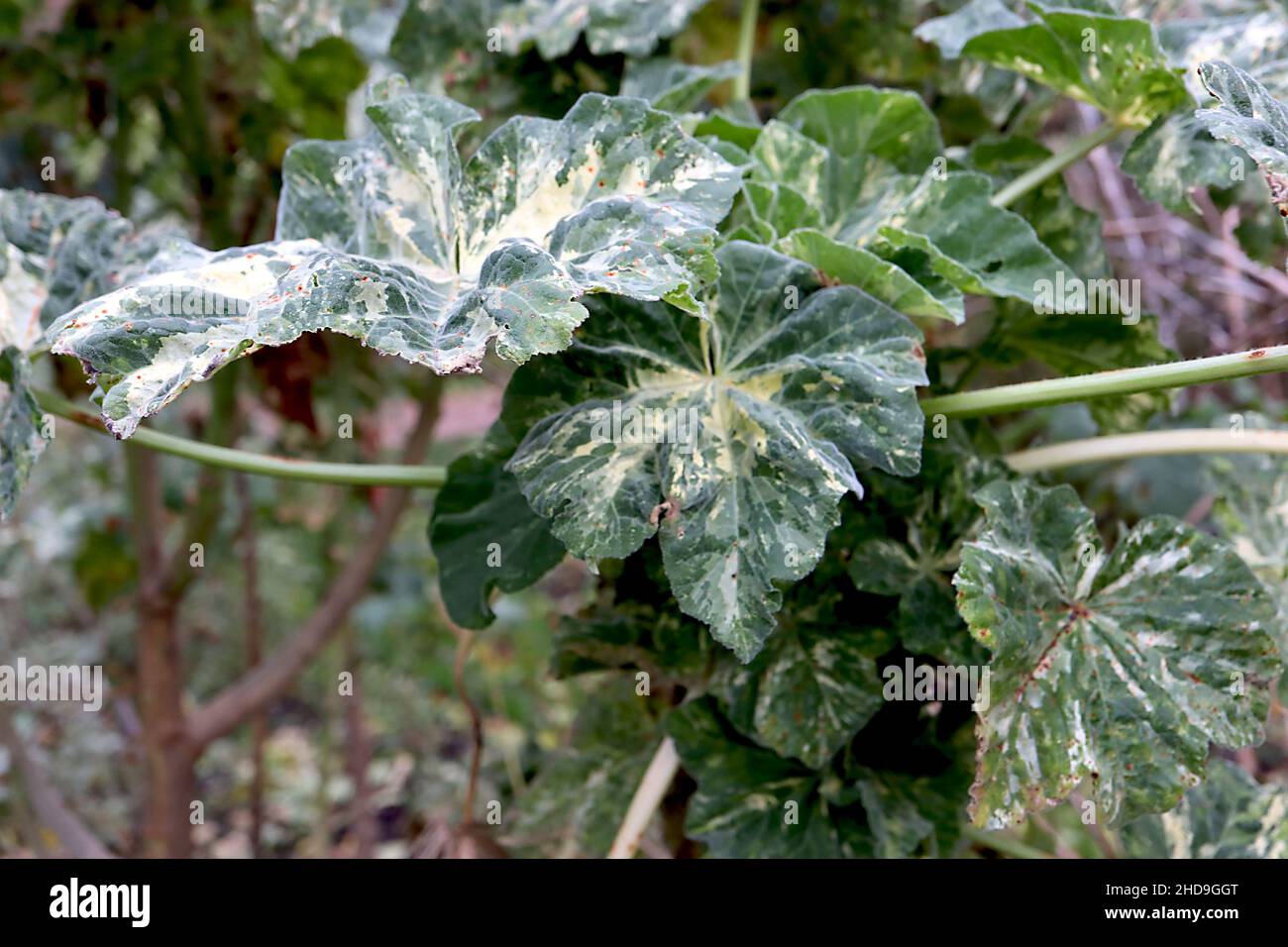 Malva arborea ‘Variegata’ tree mallow variegata – large round dark green leaves with cream and grey green splashes and lobed margins,  December, UK Stock Photo