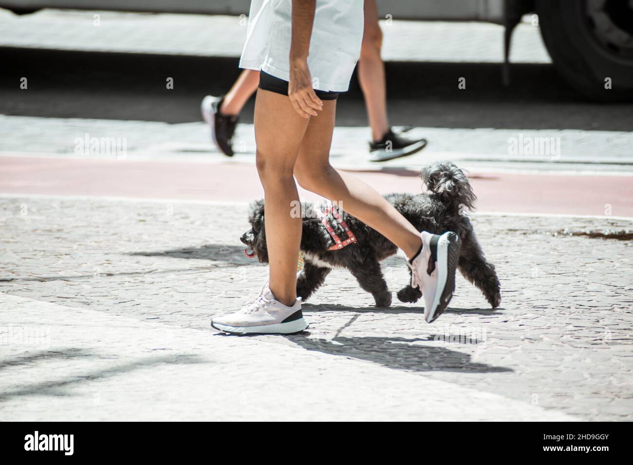Person walking a dog down the city street of Salvador, Bahia, Brazil. Stock Photo