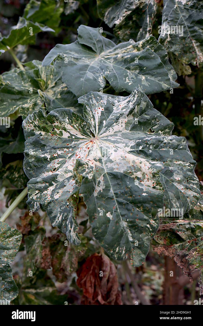 Malva arborea ‘Variegata’ tree mallow variegata – large round dark green leaves with cream and grey green splashes and lobed margins,  December, UK Stock Photo