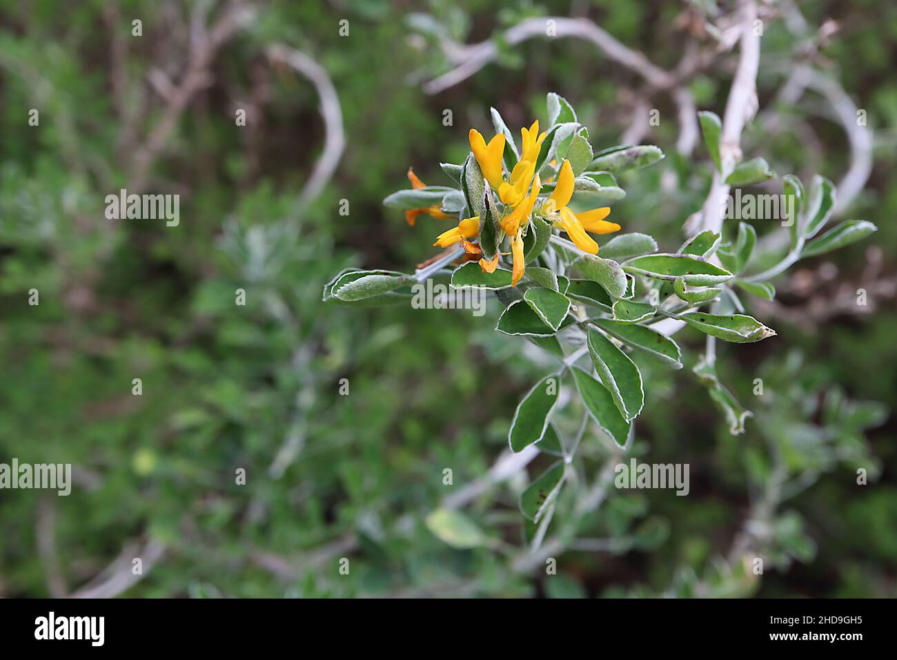 Medicago arborea moon trefoil – yellow pea-shaped flowers and mid green leaves with grey green underside,  December, England, UK Stock Photo