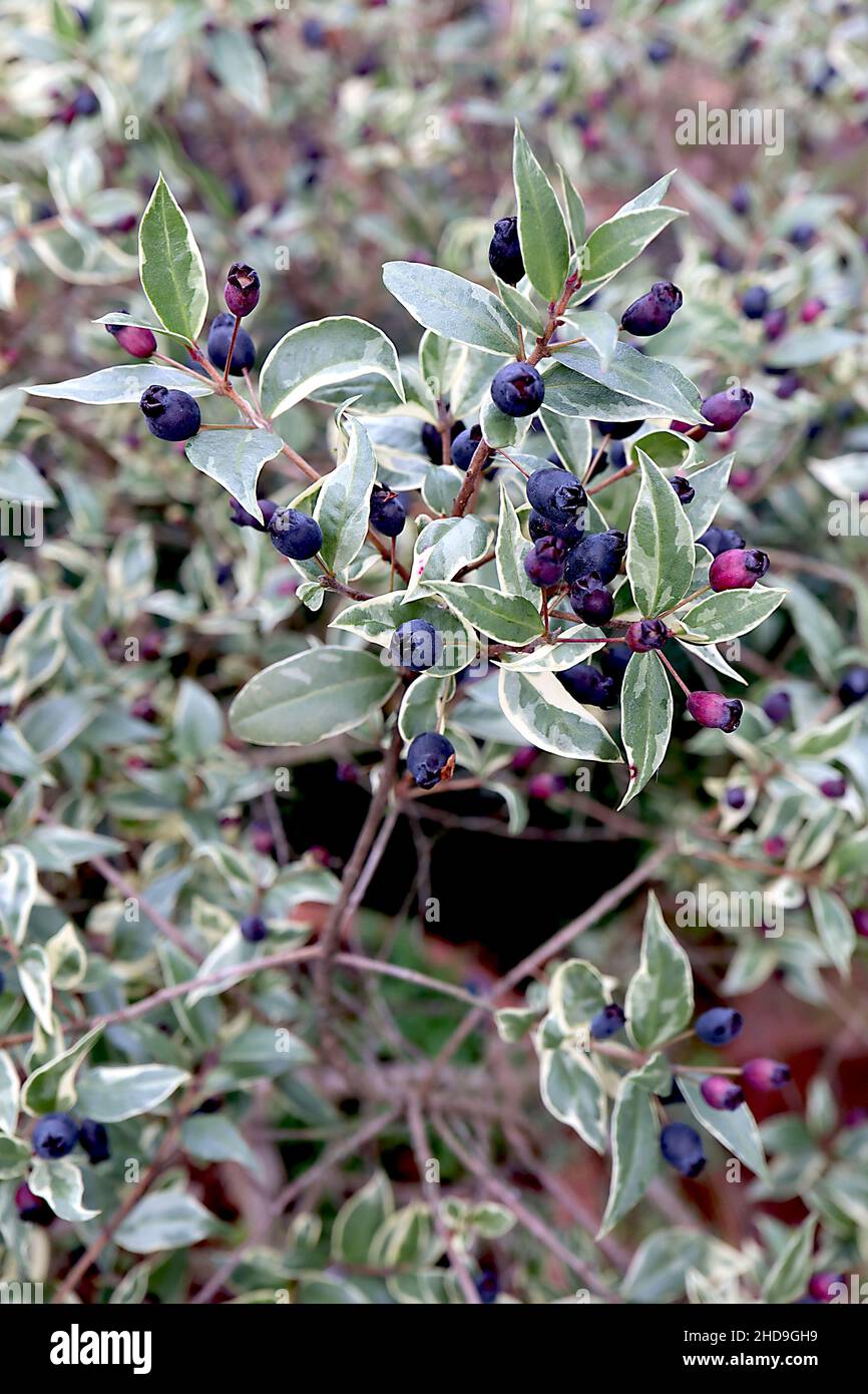 Myrtus communis ‘Variegata’ variegated myrtle – ovoid dark purple berries and variegated leaves,  December, England, UK Stock Photo