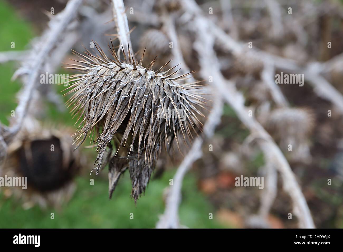 Onopordum acanthium cotton / scotch thistle – buff urn-like spiky bracts,  December, England, UK Stock Photo